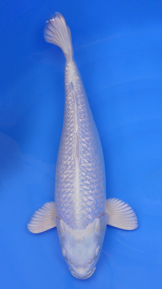 Gin Rin  Platinum Ogon 20 inches - 250383222