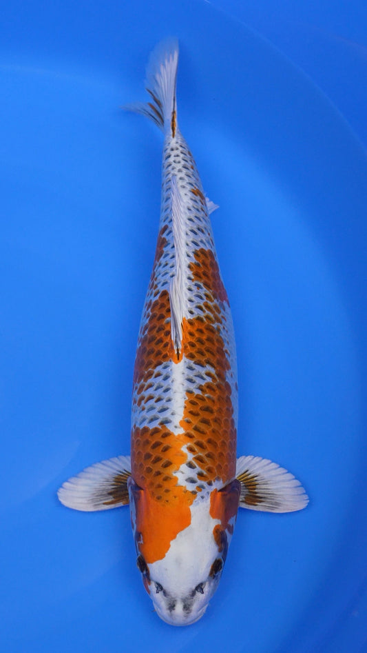 Kujaku 22 inches - 250383340