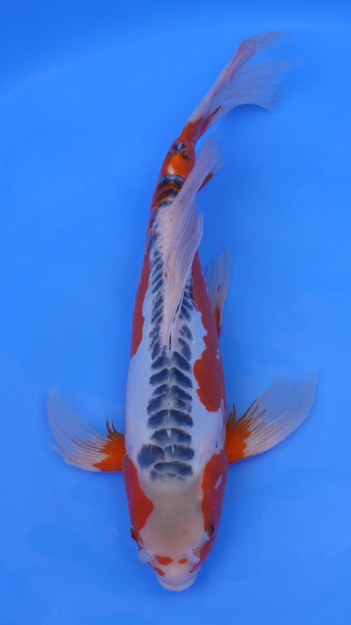 Long Fin    Shusui 19 inches - 250409021