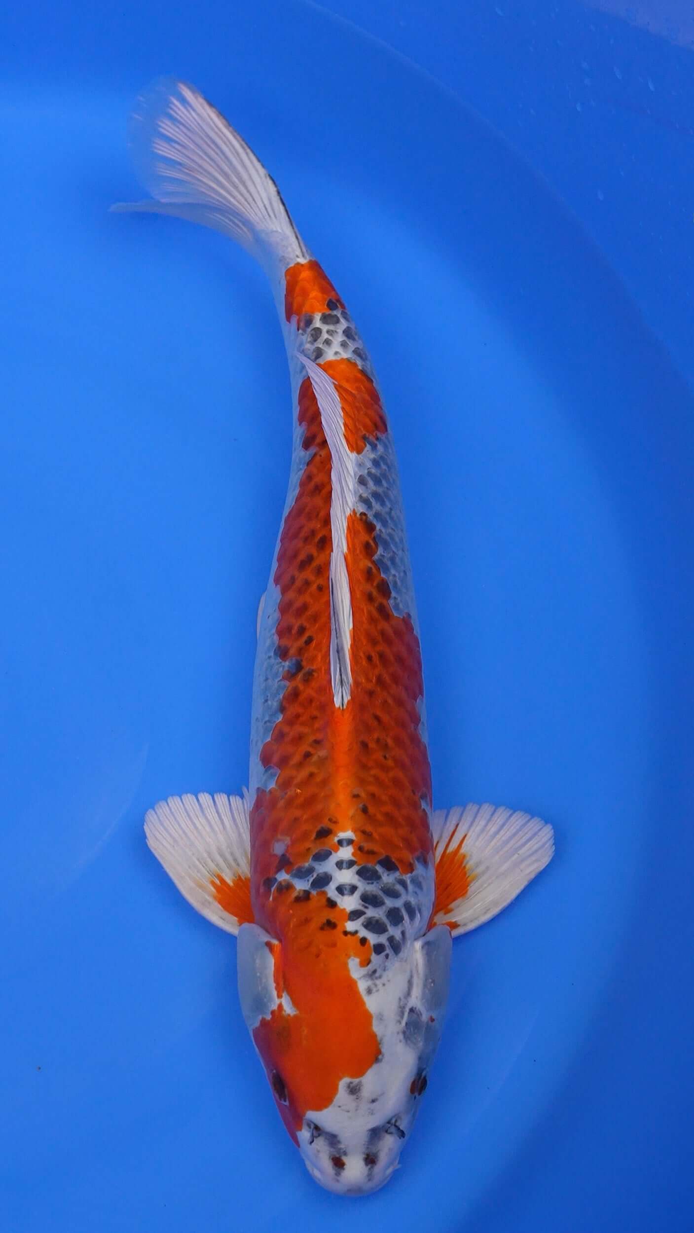 Kujaku 22 inches - 250421016