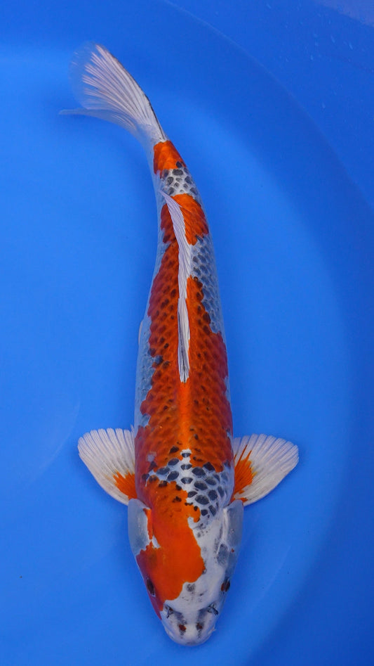 Kujaku 22 inches - 250421016