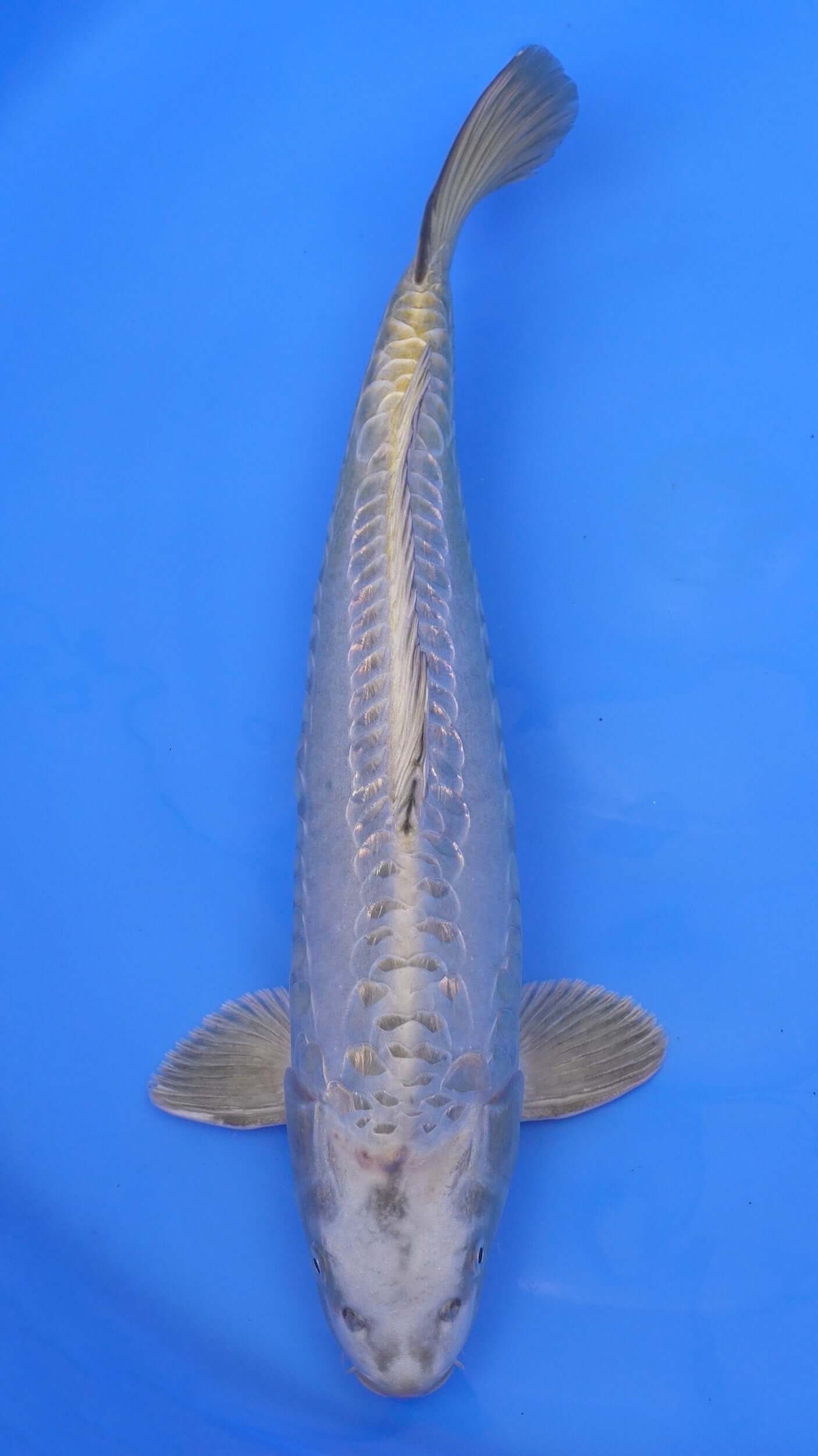 さやこ『小鳥の吊り橋』　No.1495. No.1496 Imported Japanese Koi – Hand-Selected Quality – Sacramento Koi