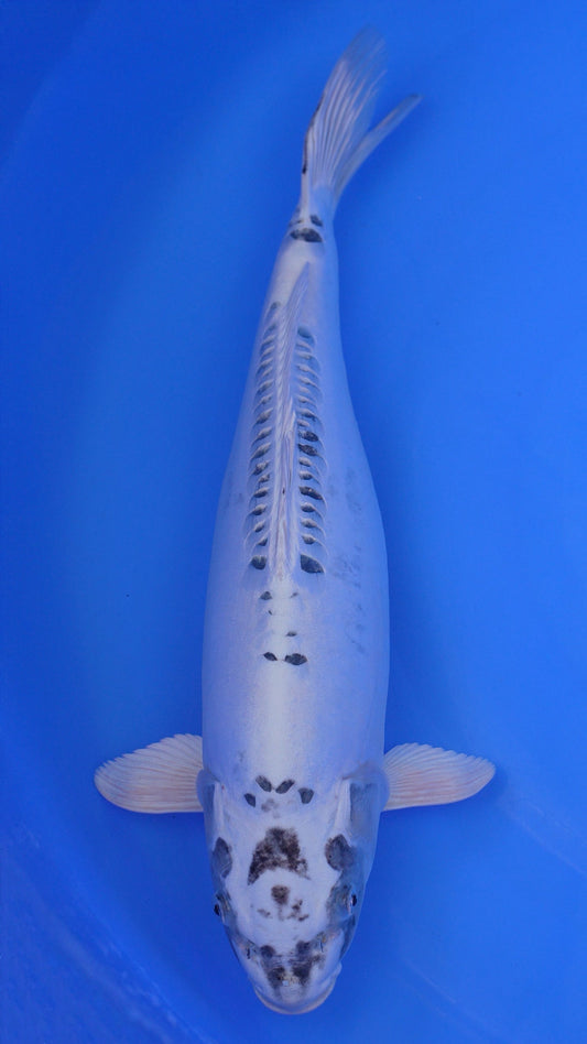 Kikokuryu 19 inches - 250421189