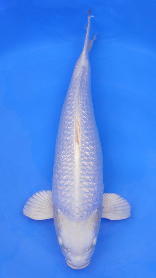 Gin Rin  Platinum Ogon 24 inches - 250498224