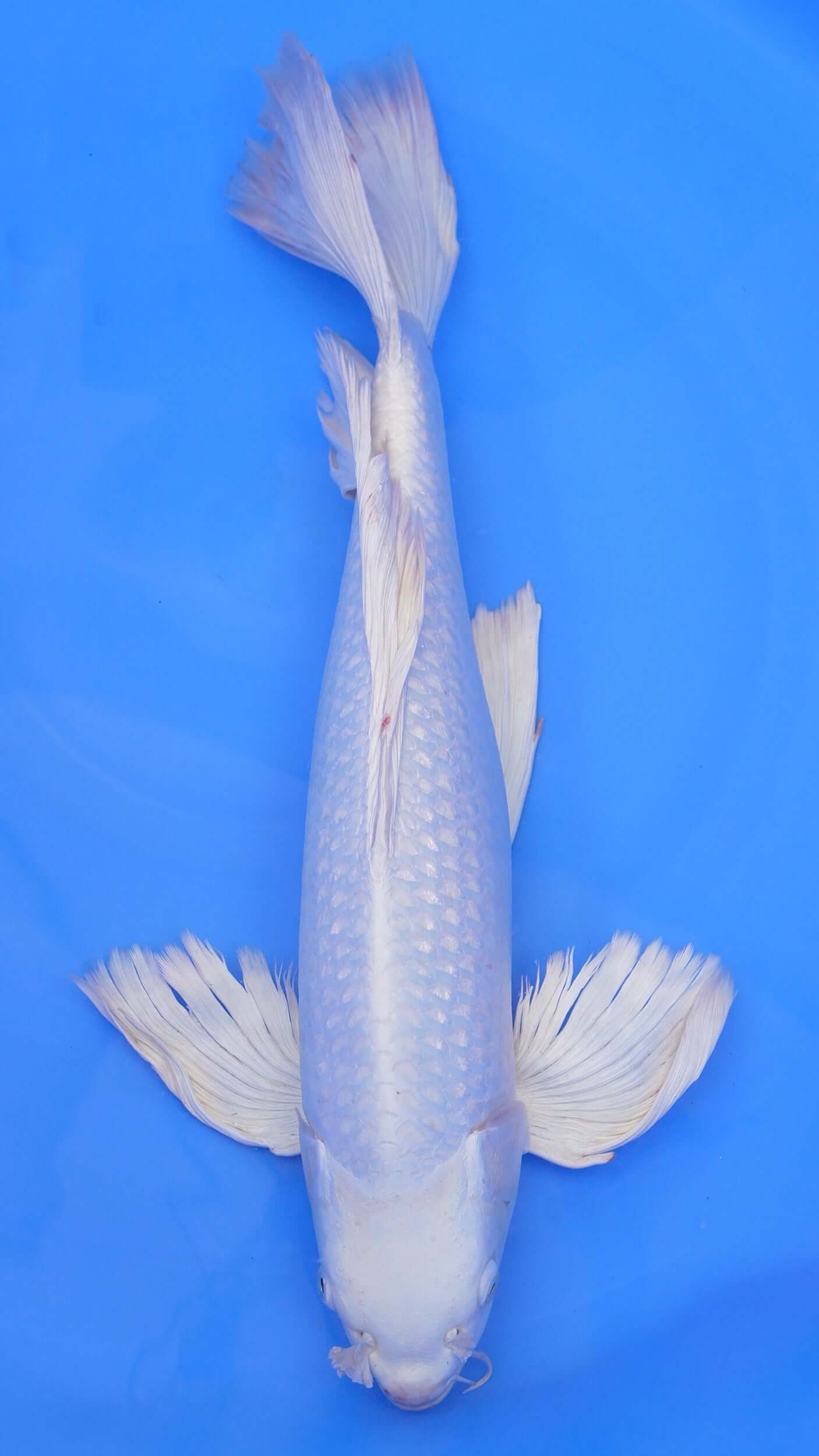 Long Fin    Platinum Ogon 24 inches - 250498225