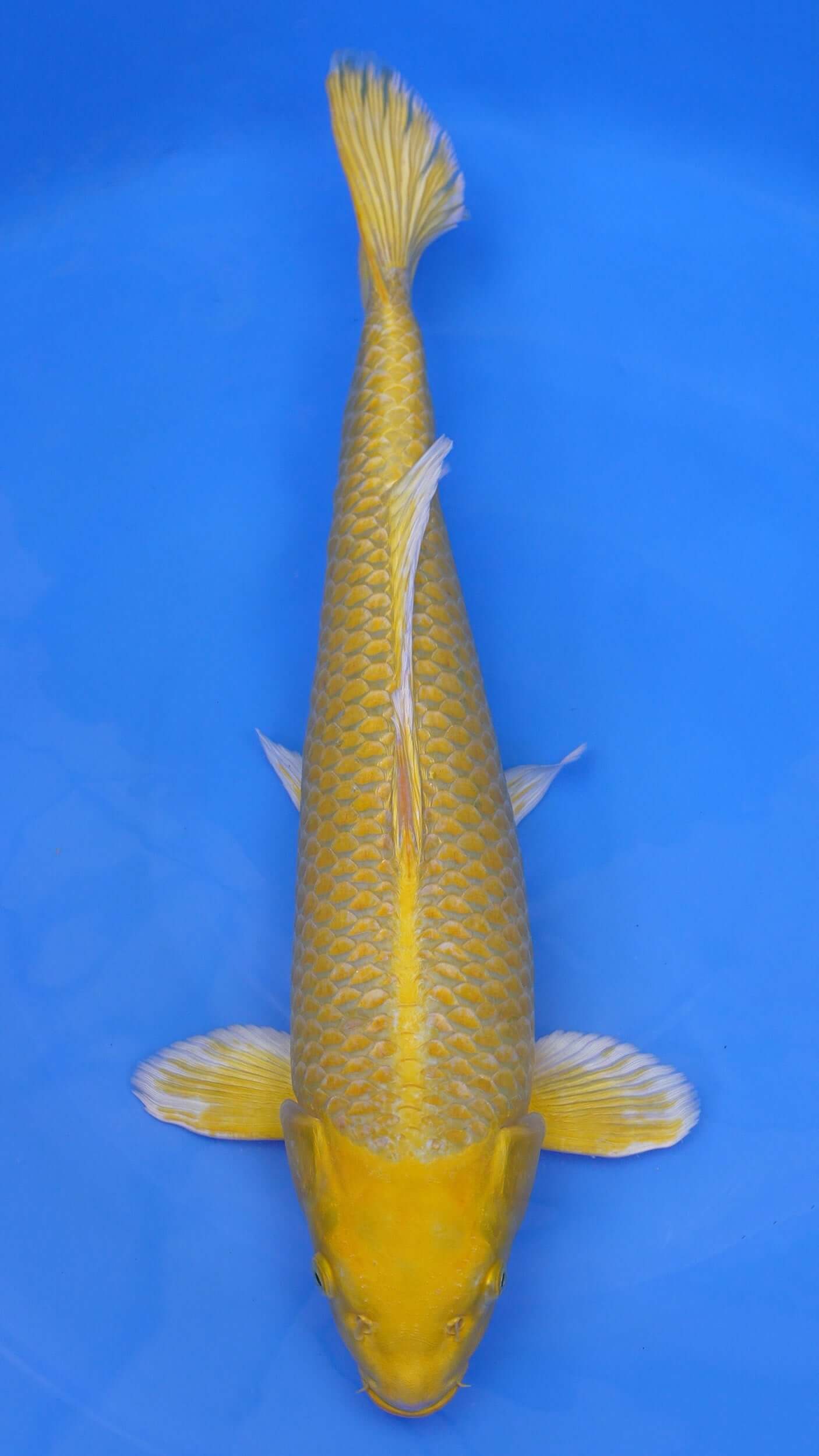 Yamabuki Ogon 23 inches - 250498227