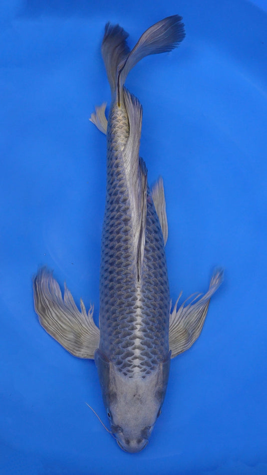 Long Fin   Mukashi Ogon 28 inches - 250498229