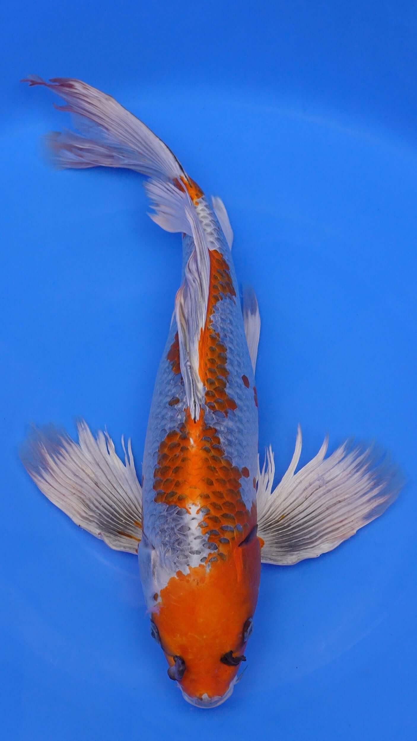 Long Fin    Kujaku 25 inches - 250498230