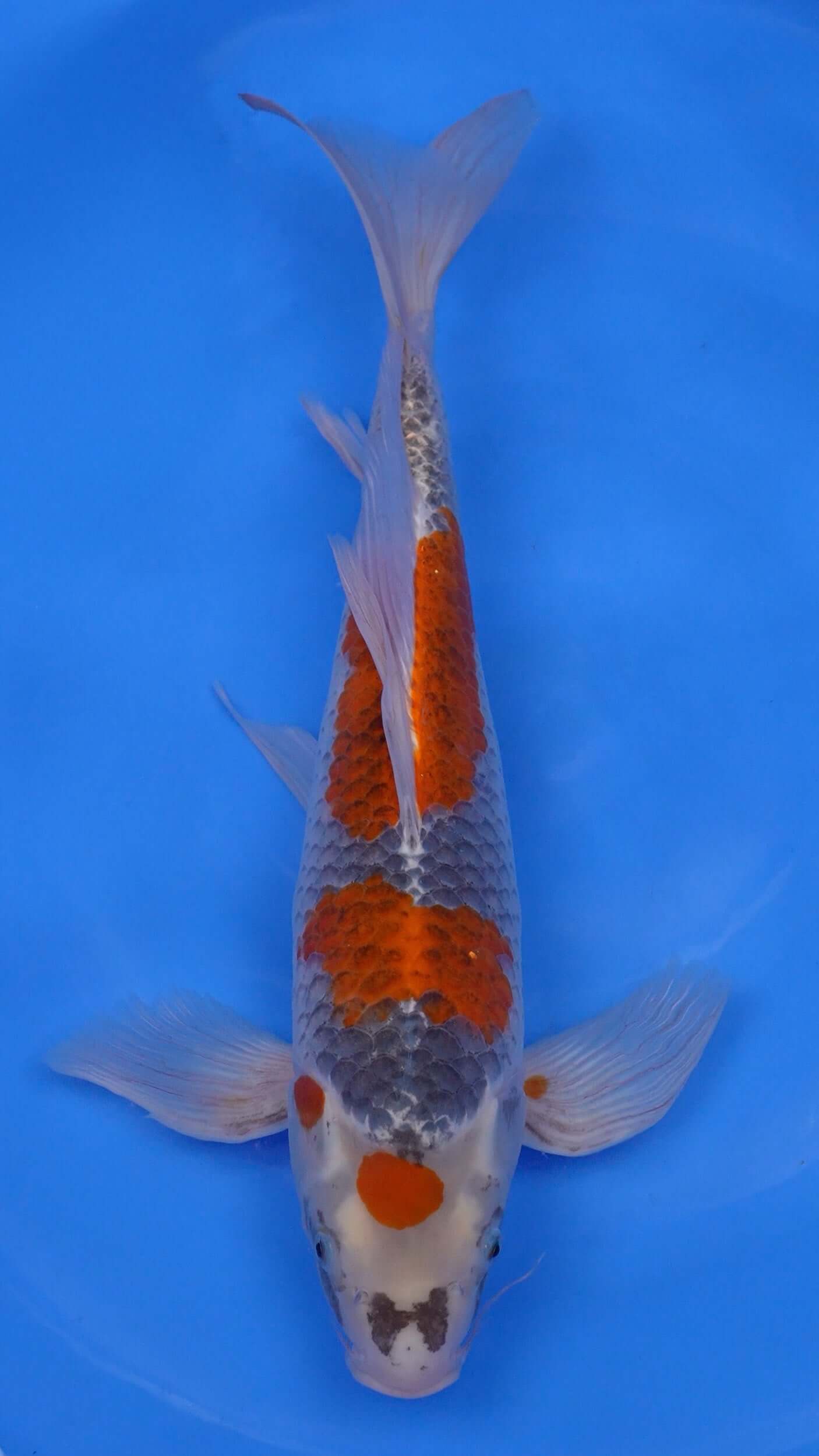 Long Fin Metallic   Goshiki 21 inches - 250498231