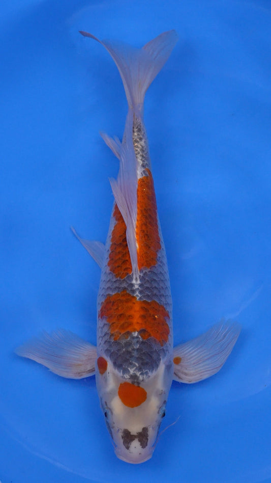 Long Fin Metallic   Goshiki 21 inches - 250498231