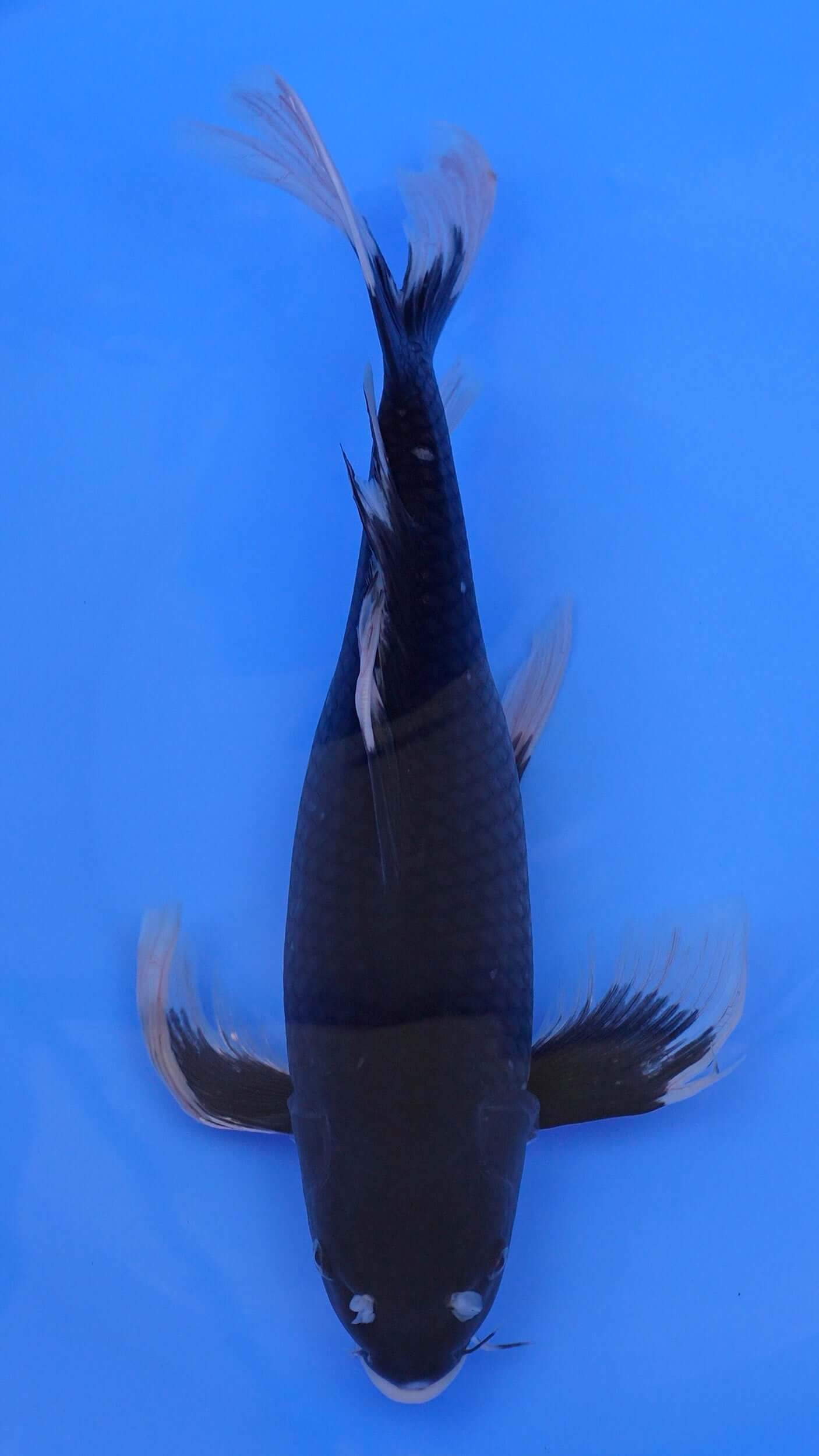 Long Fin    Hajiro 19 inches - 250498234