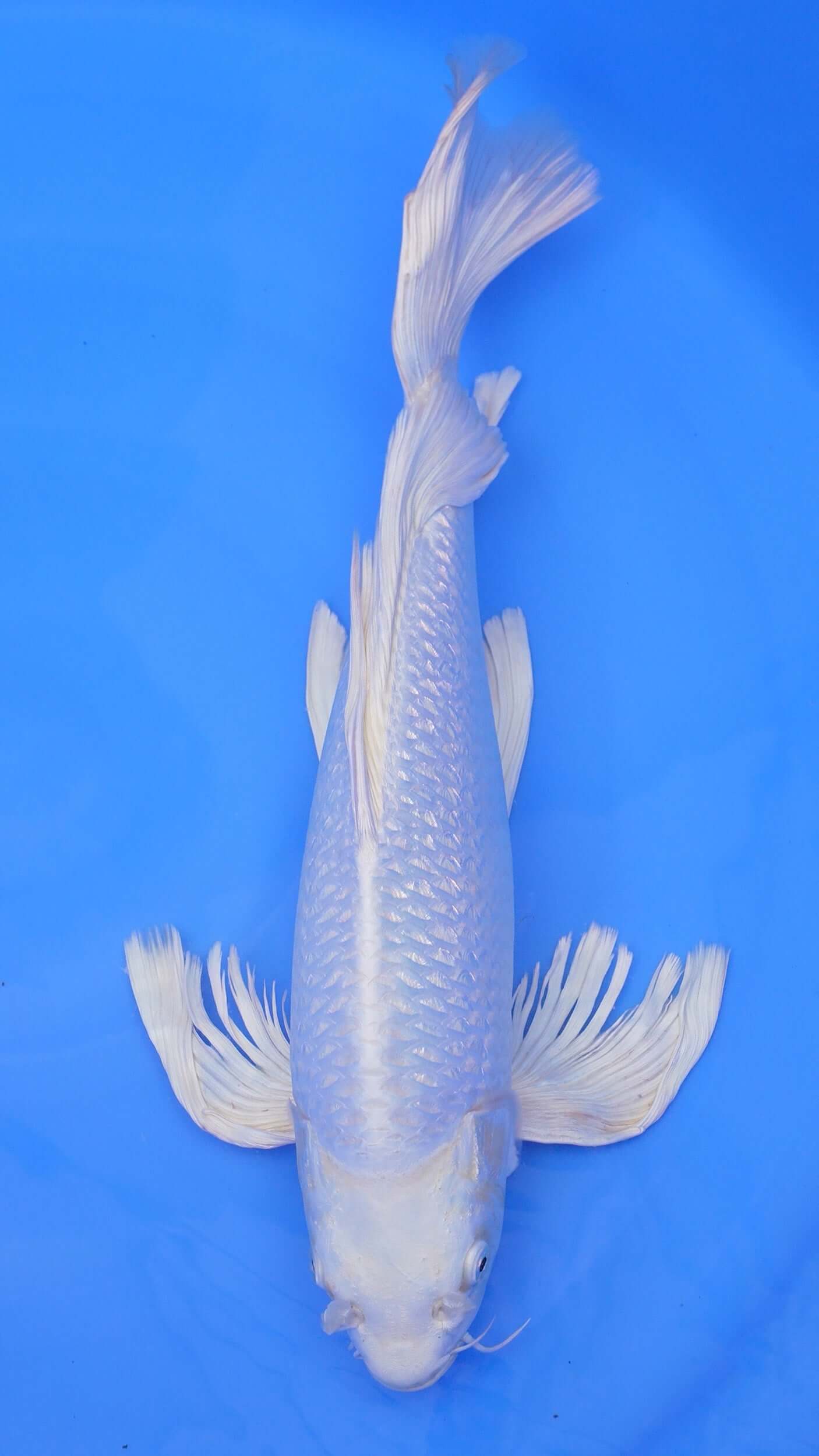 Long Fin Gin Rin  Platinum Ogon 21 inches - 250498235