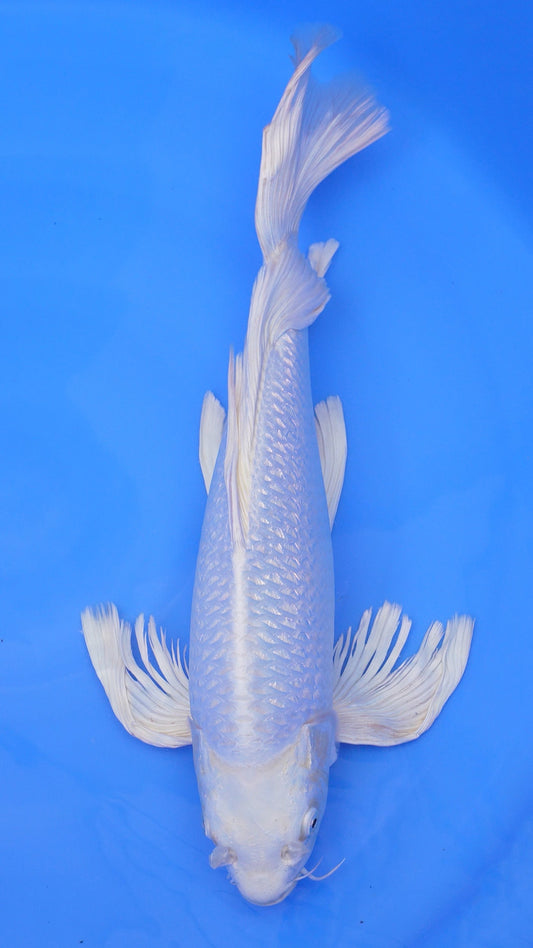 Long Fin Gin Rin  Platinum Ogon 21 inches - 250498235