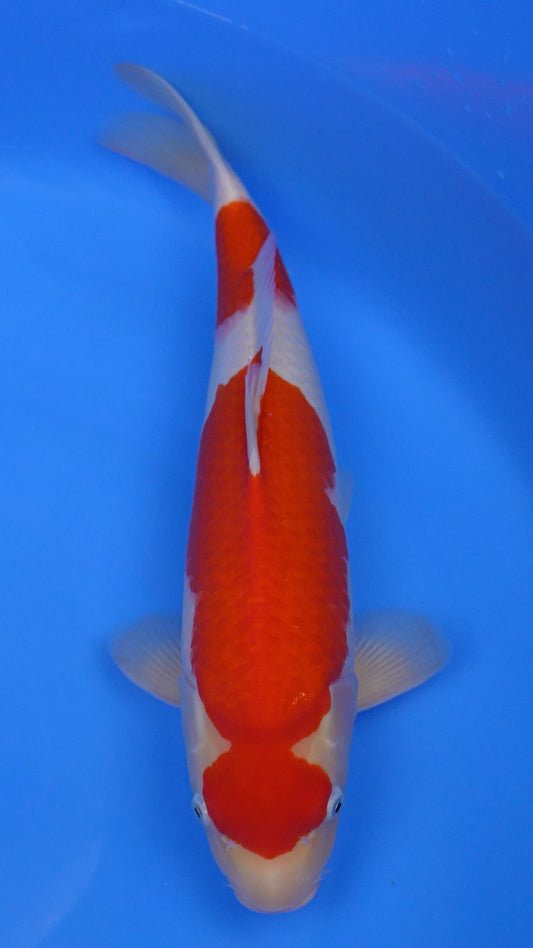 Kohaku 19 inches - 250498337