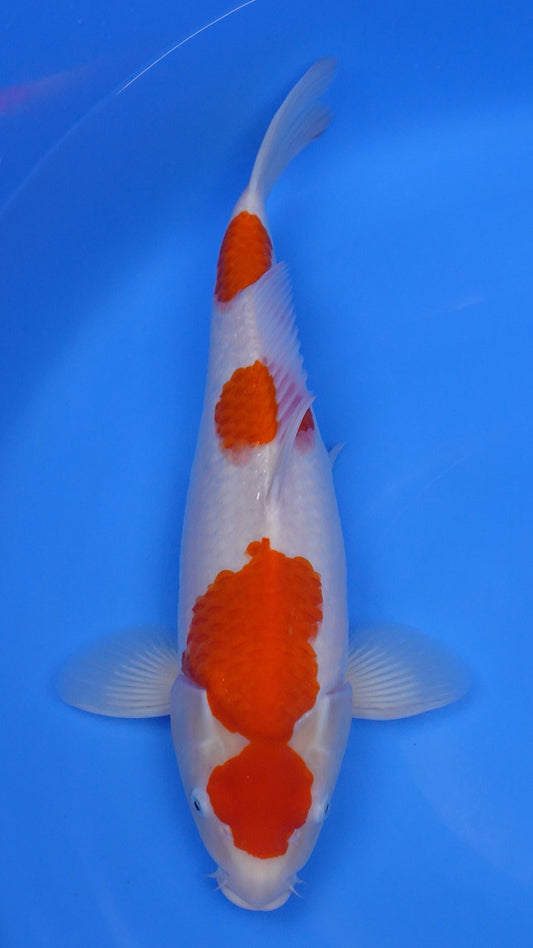 Kohaku 19 inches - 250498339