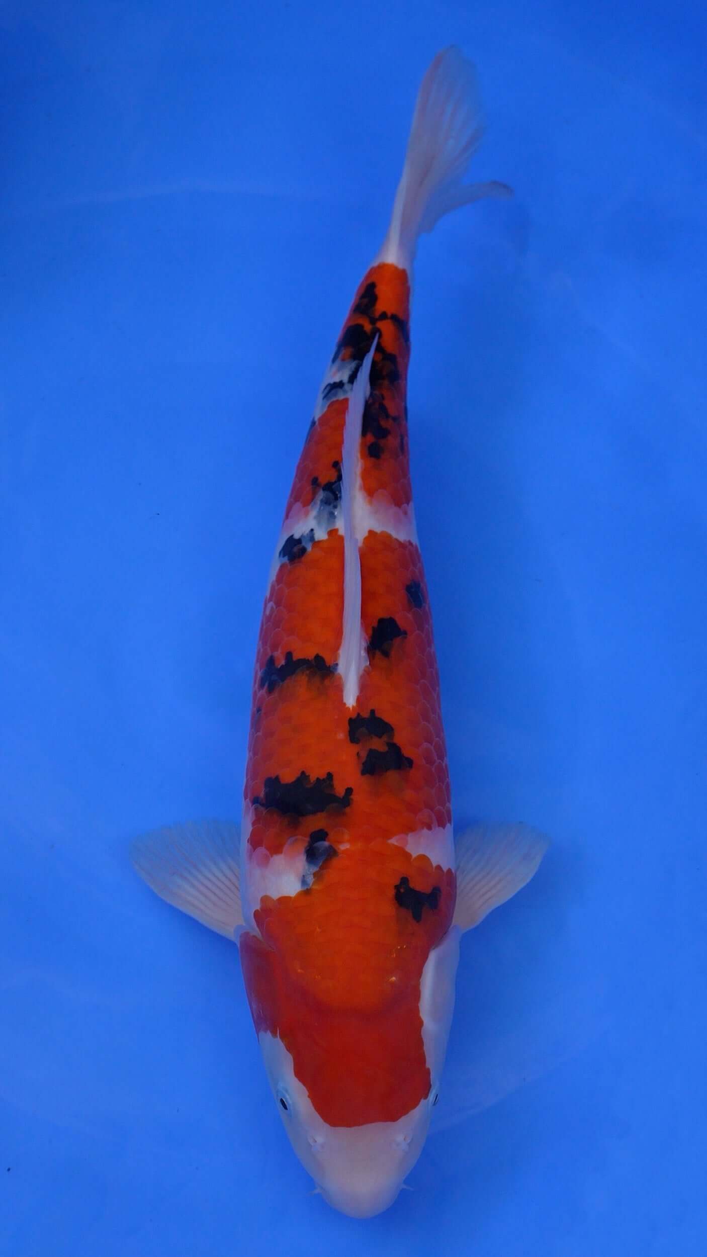 Sanke 20 inches - 250536185