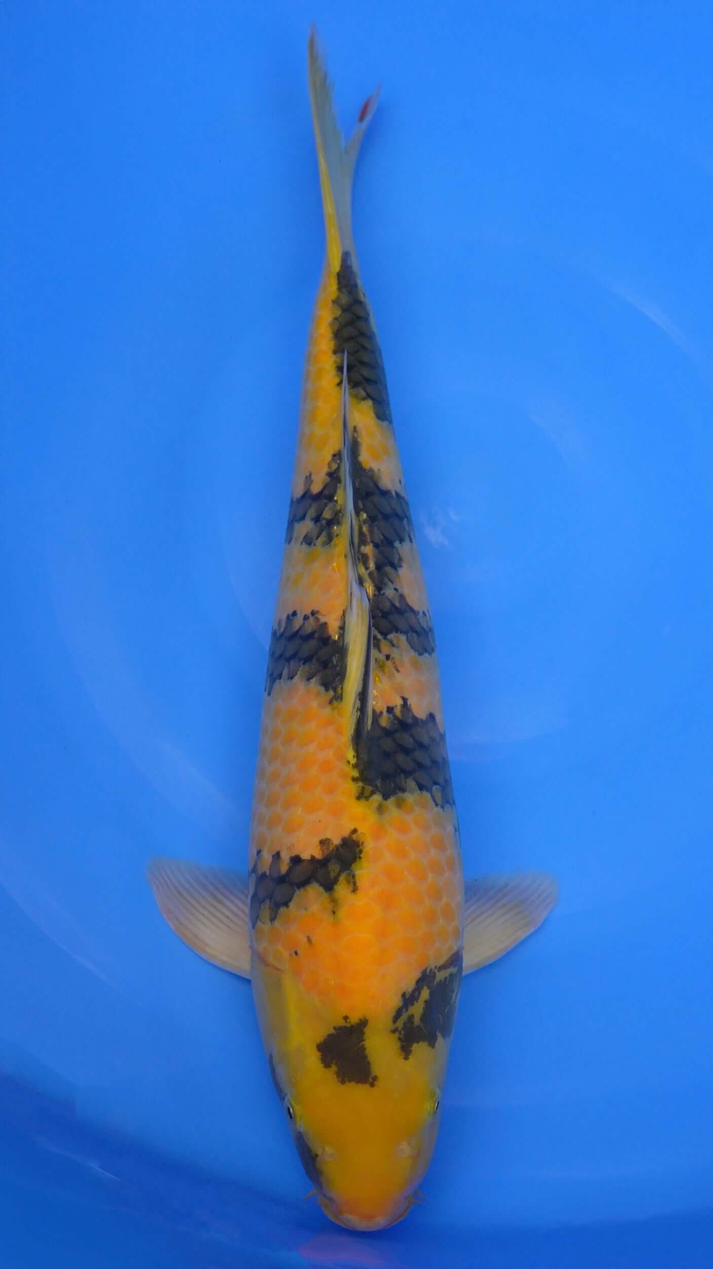 Ki Utsuri  23 inches - 250677205