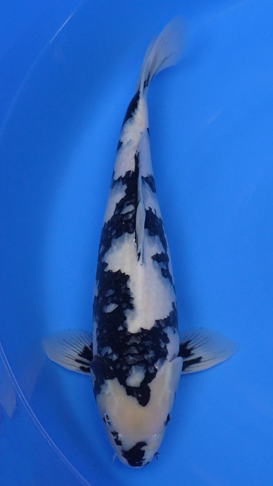 Shiro Utsuri  21 inches - 250677342