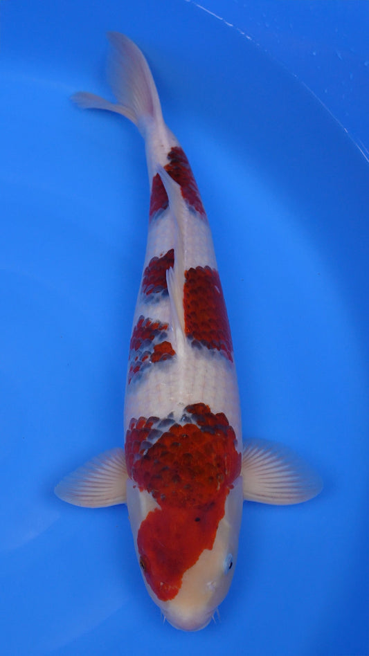 Ai Goromo 22 inches - 251022207