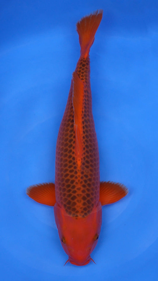 Aka Matsuba 22 inches - 251099402