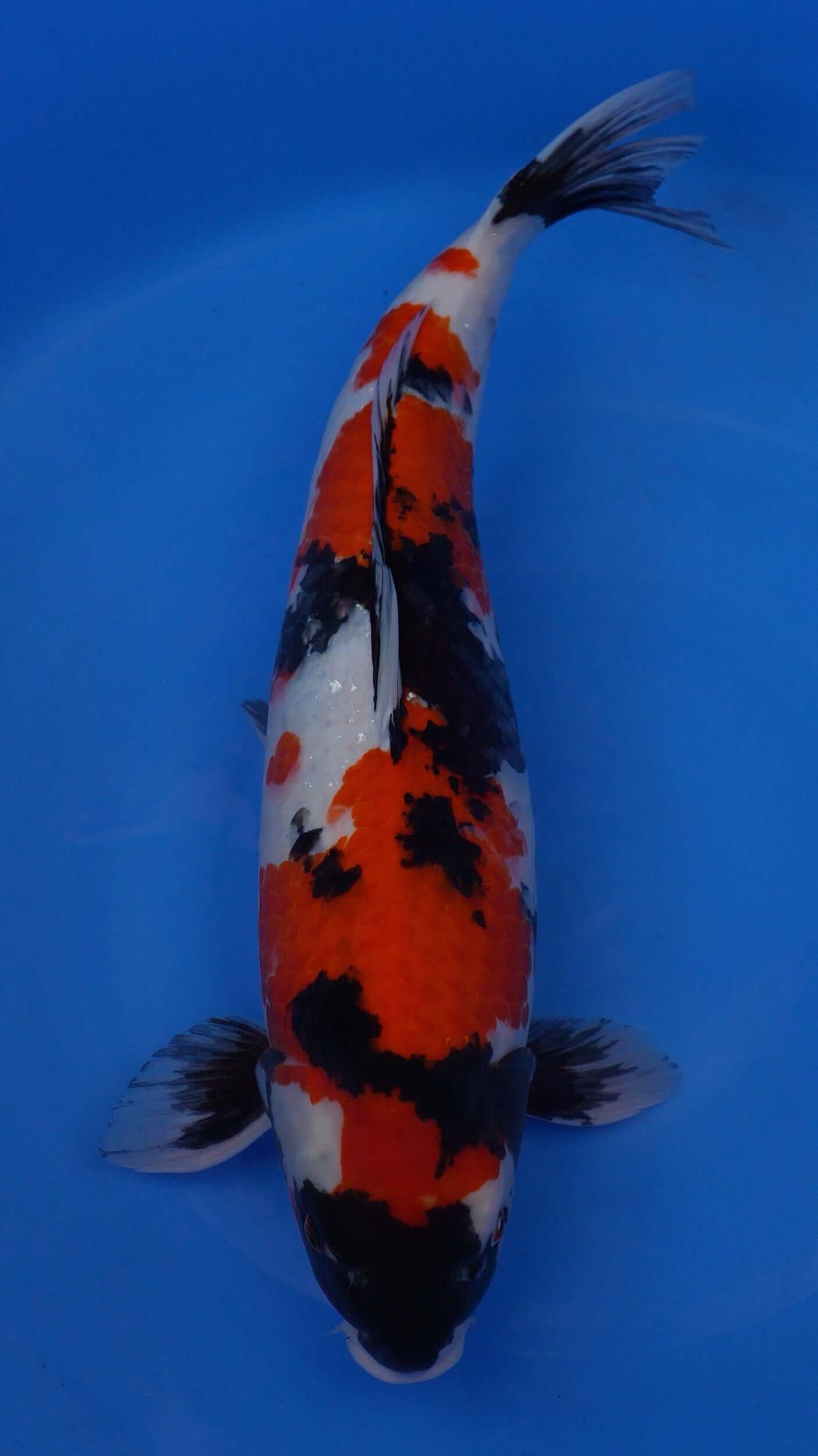 Showa 26 inches - 252606416
