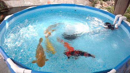 10' Advantage Koi Storage System