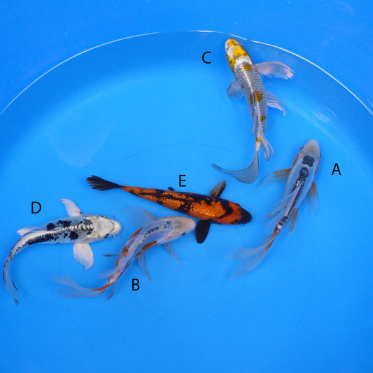 July-2025-002 - Long Fin Shusui, Long Fin Shusui, Long Fin Metallic Ochiba, Long Fin Doitsu Metallic Shiro Bekko, Gin Rin Hi Utsuri