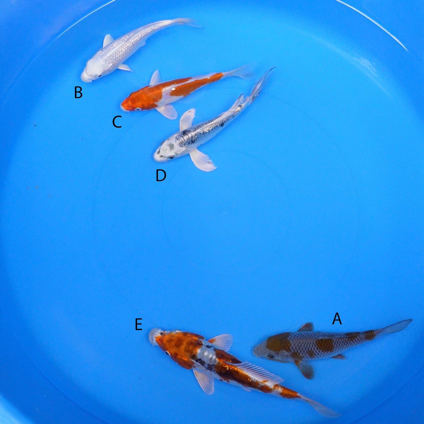 July-2025-003 - Ochiba, Gin Rin Platinum Ogon, Kikusui, Long Fin Doitsu Metallic Bekko, Beni Kikokuryu