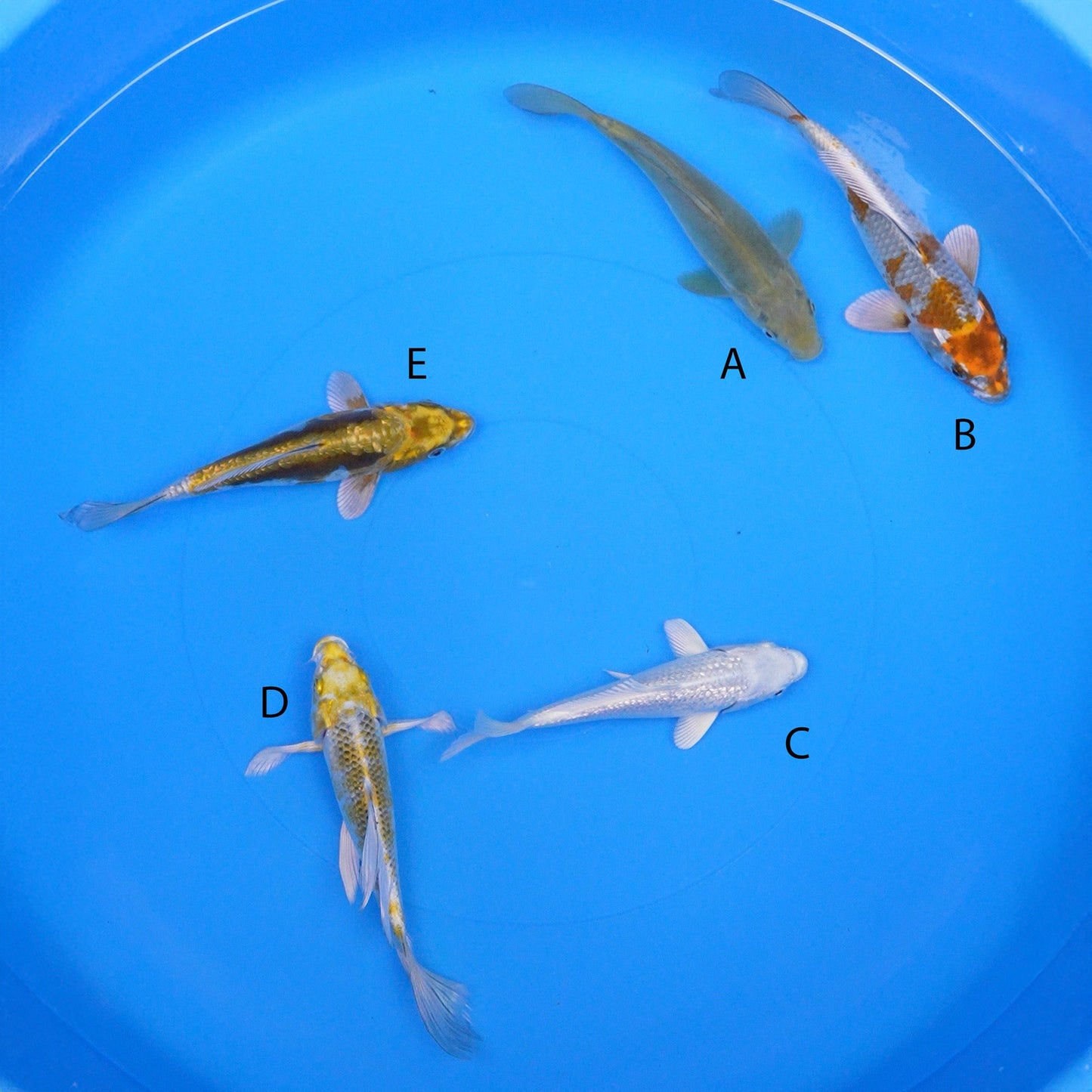 July-2025-005 - Doitsu Chagoi, Metallic Ochiba, Gin Rin Platinum Ogon, Long Fin Kujaku, Doitsu Metallic Ochiba