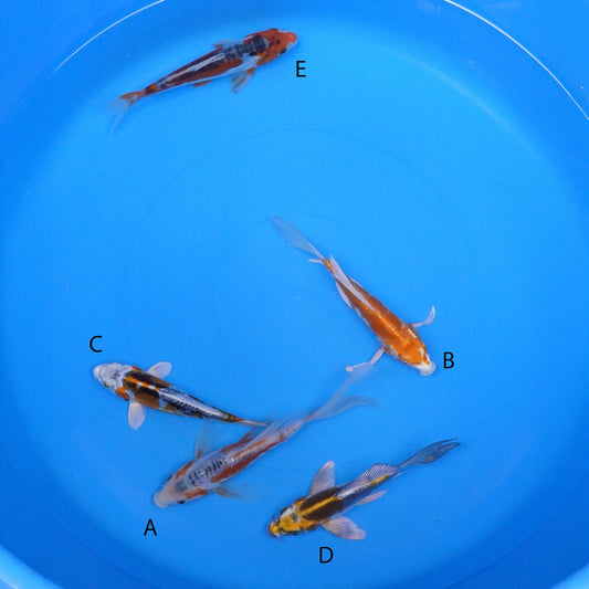 July-2025-013 - Long Fin Shusui, Long Fin Kikusui, Doitsu Kujaku, Long Fin Kin Kikokuryu, Shusui