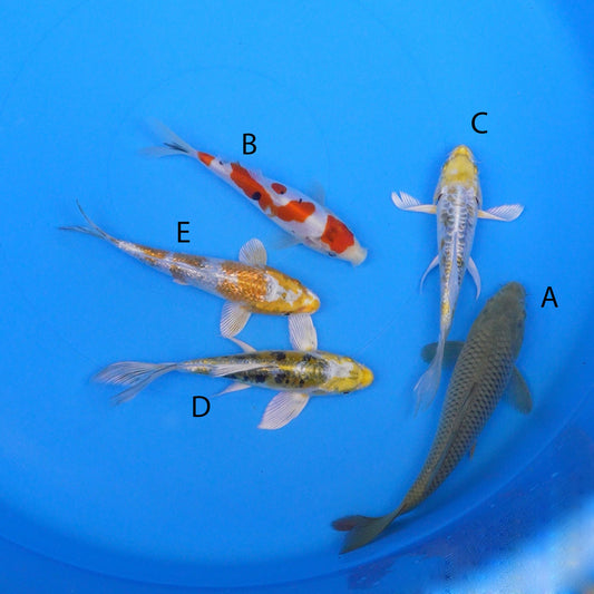 July-2025-014 - Chagoi, Doitsu Sanke, Long Fin Doitsu Kujaku, Long Fin Ki Kikokuryu, Gin Rin Metallic Ochiba