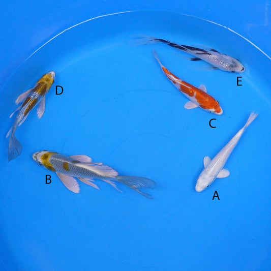July-2025-020 - Platinum Ogon, Long Fin Metallic Ochiba, Kikusui, Long Fin Doitsu Metallic Ochiba, Long Fin Gin Rin Shiro Utsuri