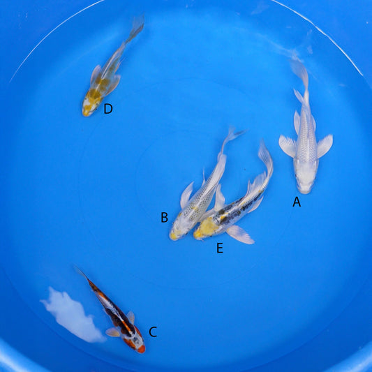 July-2025-022 - Long Fin Platinum Ogon, Long Fin Kujaku, Beni Kikokuryu, Long Fin Metallic Ochiba, Long Fin Ki Kikokuryu