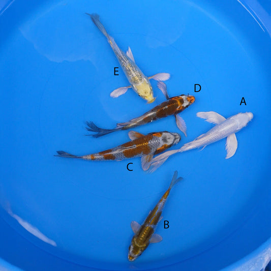 July-2025-023 - Long Fin Rin Gin Platinum Ogon, Doitsu Metallic Ochiba, Metallic Ochiba, Long Fin Doitsu Metallic Ochiba, Long Fin Gin Rin Kujaku