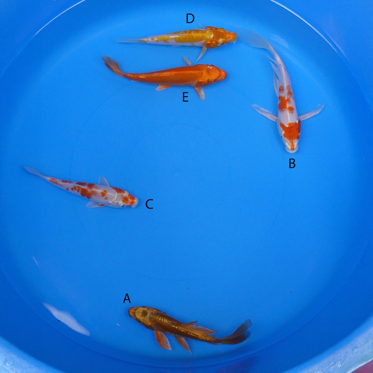 July-2025-024 - Long Fin Doitsu Metallic Ochiba, Long Fin Sakura Ogon, Sakura Ogon, Doitsu Metallic Ochiba, Doitsu Orenji Ogon