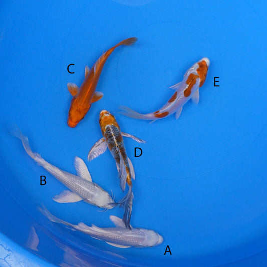 July-2025-029 - Long Fin Rin Gin Platinum Ogon, Long Fin Platinum Ogon, Doitsu Orenji Ogon, Long Fin Kujaku, Yamato Nishiki