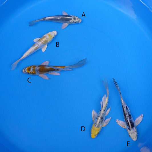 July-2025-032 - Kikokuryu, Doitsu Hariwake, Long Fin Doitsu Metallic Ochiba, Long Fin Ki Kikokuryu, Long Fin Metallic Doitsu Shiro Utsuri