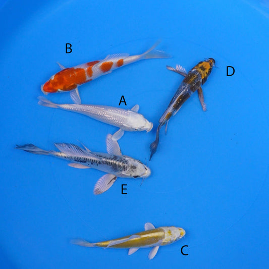 July-2025-035 - Gin Rin Platinum Ogon, Sakura Ogon, Doitsu Hariwake, Long Fin Doitsu Metallic Ochiba, Long Fin Ki Kikokuryu