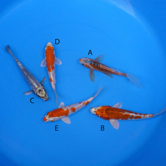 July-2025-037 - Long Fin Shusui, Kujaku, Kikokuryu, Sakura Ogon, Sakura Ogon