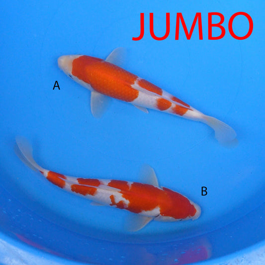 July-2025-JUMBO-088 - Kohaku, Kohaku