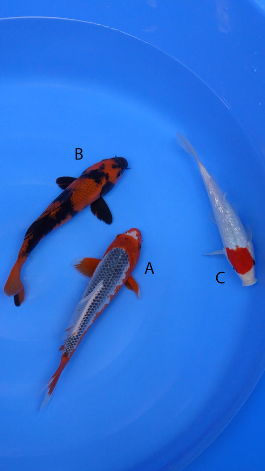 Small-2025-001 -     Asagi -13 in,    Kage Hi Utsuri  -13 in,  Gin Rin Tancho  Kohaku -12 in