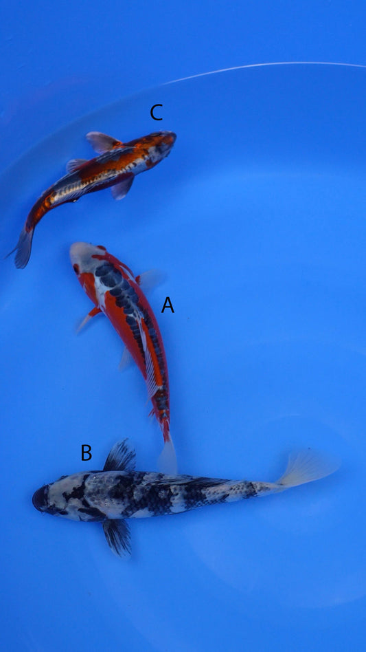 Small-2025-002 -     Shusui -12 in,    Kage Shiro Utsuri  -12 in,    Beni Kikokuryu -9 in