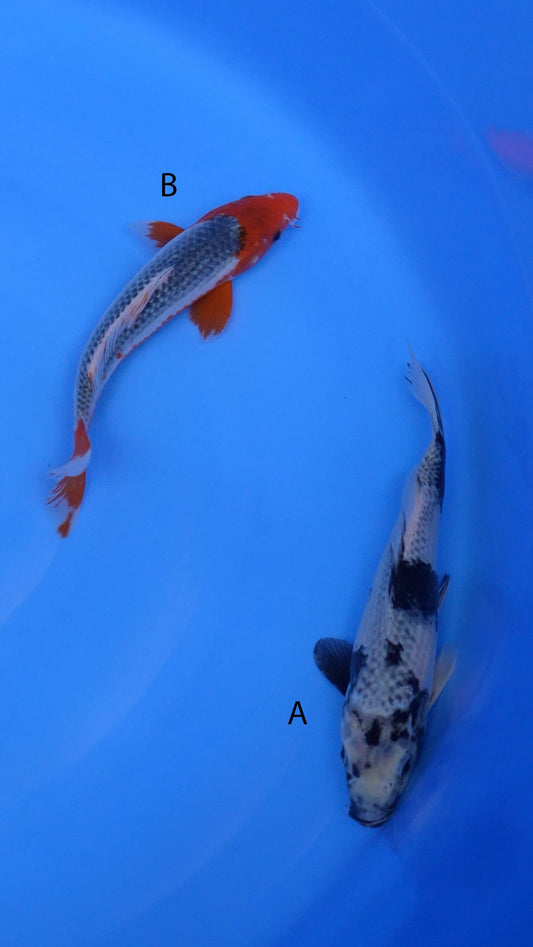 Small-2025-003 -    Kage Shiro Utsuri  -12 in,     Asagi -12 in