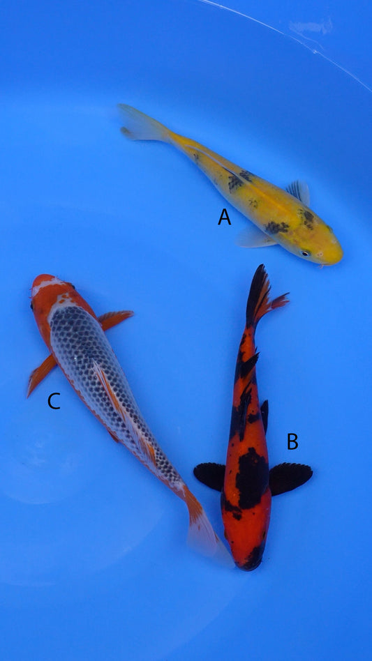 Small-2025-004 -    Ki Utsuri  -11 in,    Hi Utsuri  -11 in,     Asagi -12 in