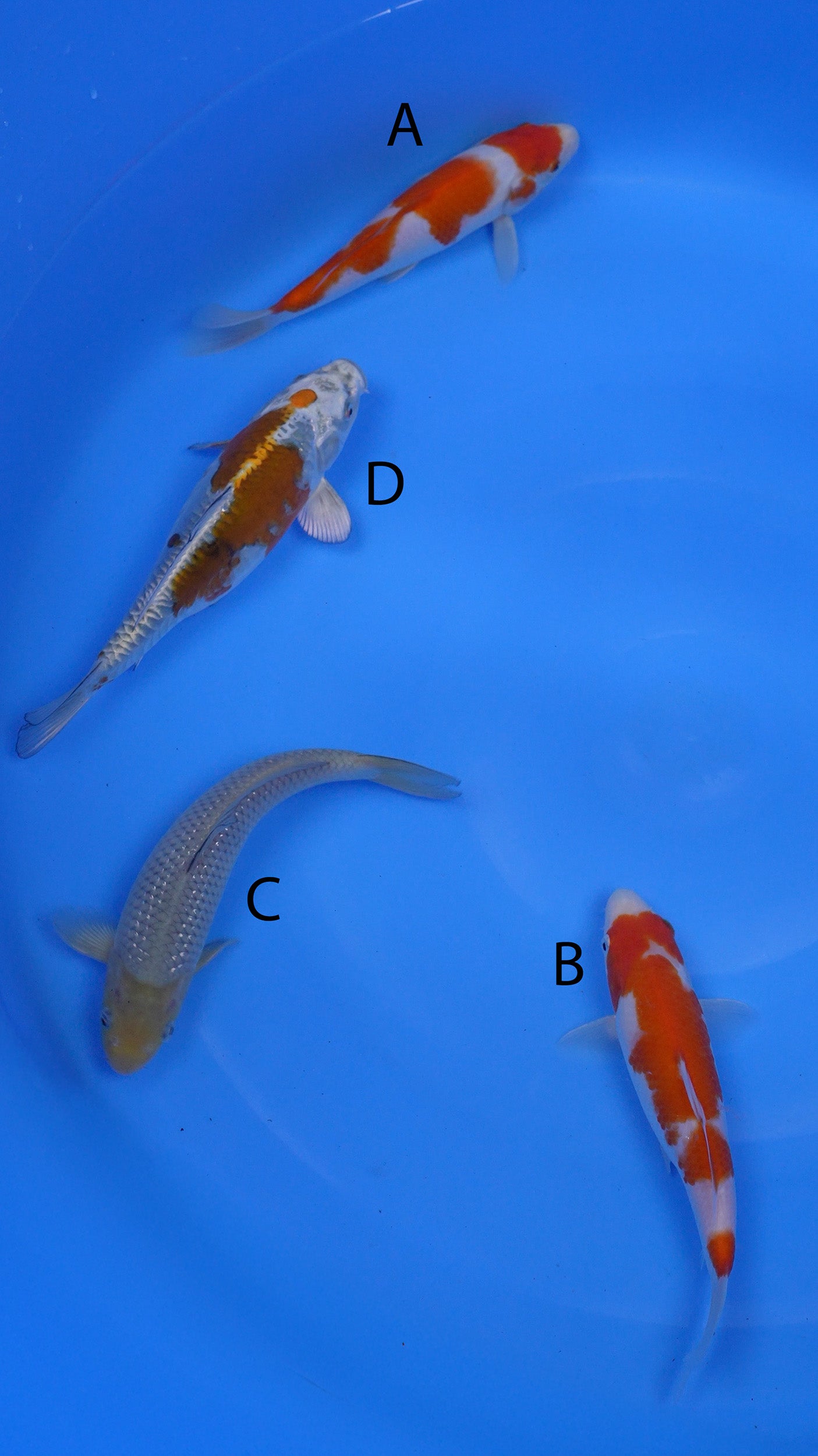 Small-2025-036 - Kohaku, Kohaku, Pearl Gin Rin Soragoi, Doitsu Metallic Ochiba