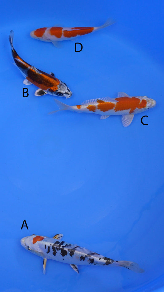 Small-2025-042 - Doitsu Yamato Nishiki, Beni Kikokuryu, Metallic Kohaku, Kohaku